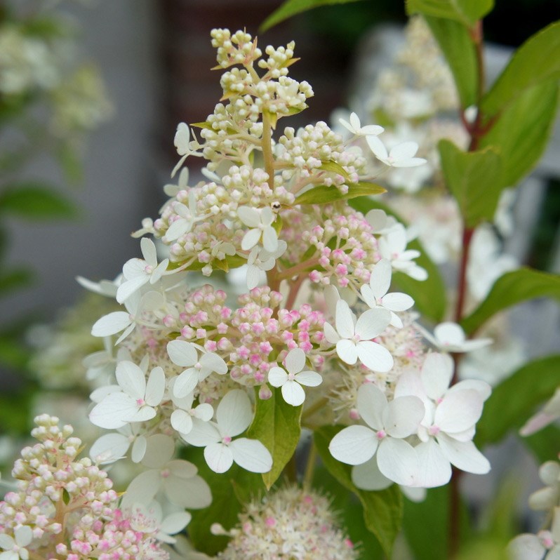 Hydrangea paniculata "Confetti"